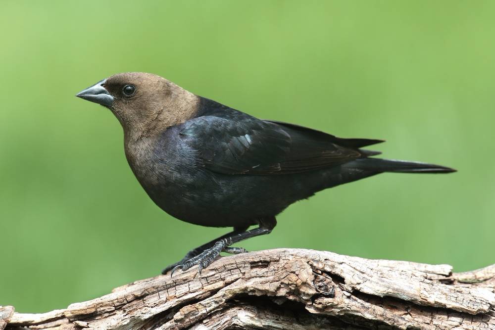 Brown-headed Cowbird